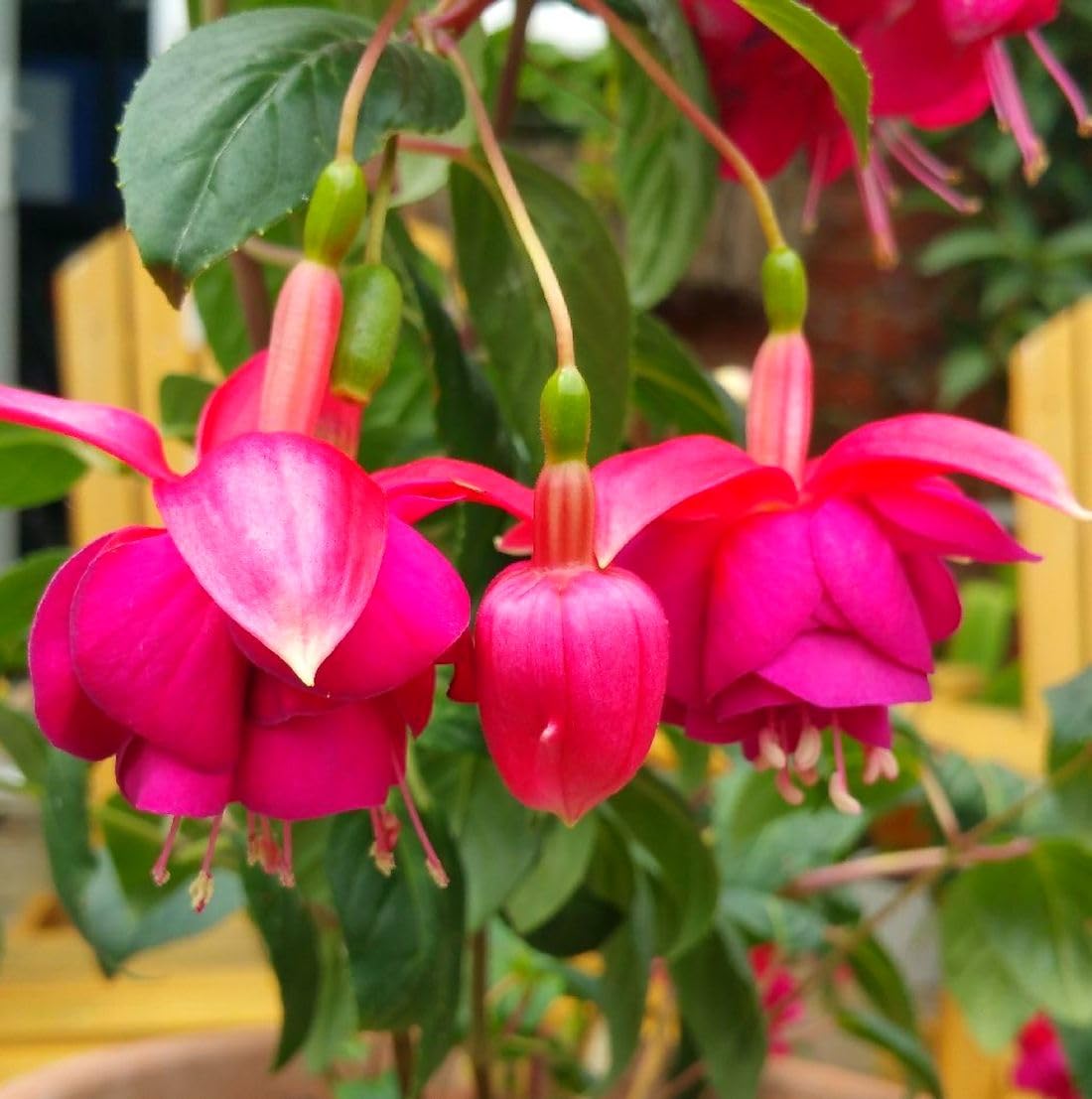 Fuchsia seeds perennial blooms offer repeat color year after year.
