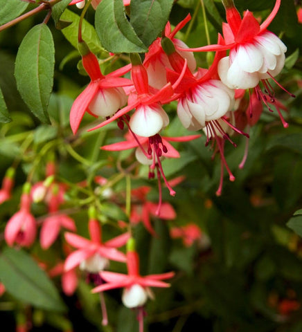 Fuchsia seeds non-GMO option for both beginners and seasoned gardeners.