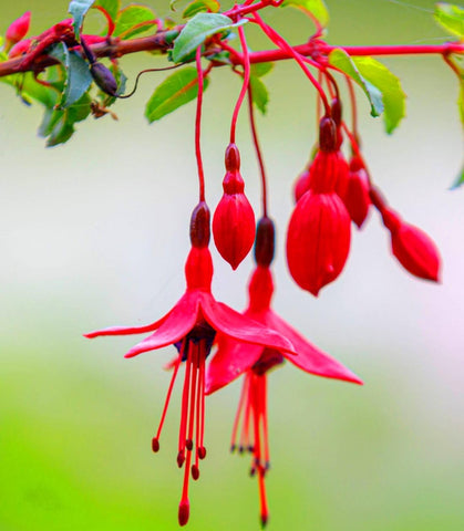 Fuchsia seeds mixed color blooms provide dynamic seasonal interest in the yard.
