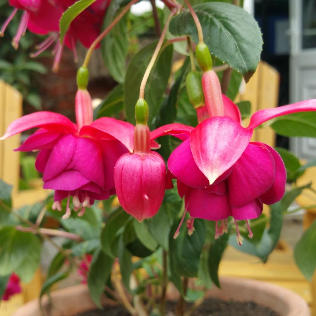 Fuchsia seeds outdoor garden kit suitable for beds and containers.