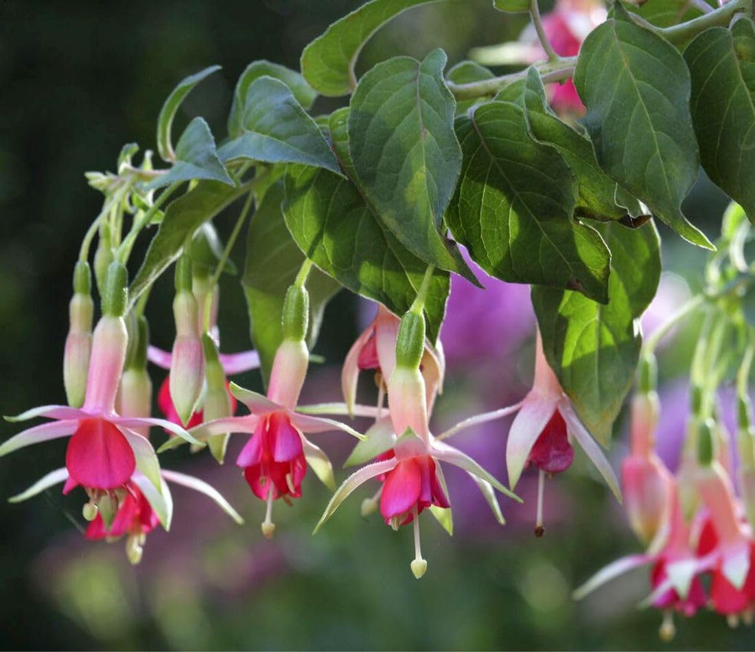 Fuchsia seeds heirloom quality ensures robust growth and classic color.