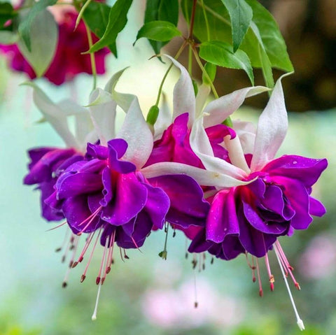 Fuchsia seeds red bloom batch adds vibrant focal points to borders.
