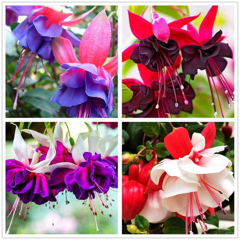 Fuchsia seeds white bloom batch for elegant garden color and easy planting.