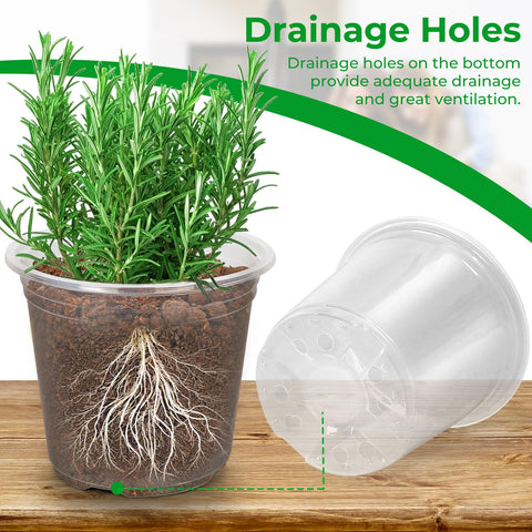 FUIJOL 10-inch clear pot supports deep roots and proper airflow.