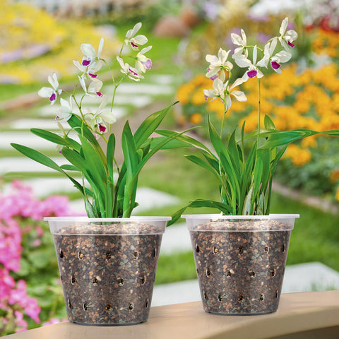 FUIJOL transparent pot allows quick observation of roots and moisture