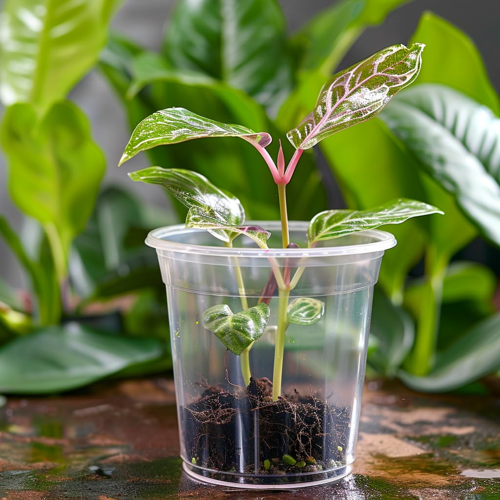 FUIJOL transparent pots arranged for seedlings to mature plants at home.