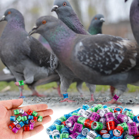 FULAIERGD pigeon ring with laser etched numbers for quick ID.
