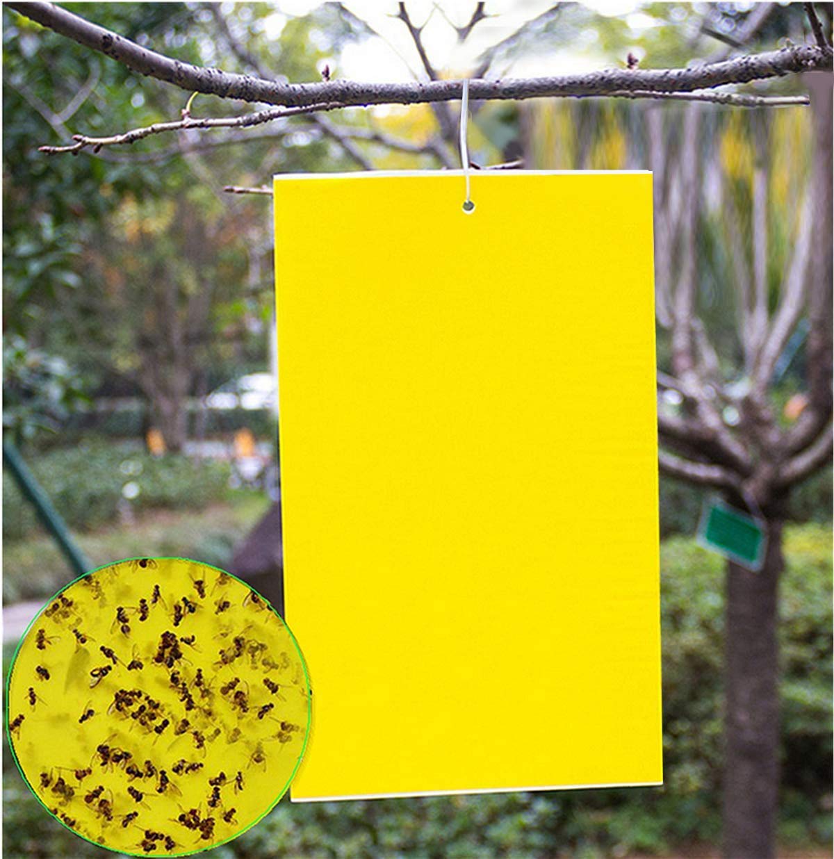 FULLSEXY dual-sided yellow sticky trap used on plants indoors and outdoors for pest monitoring