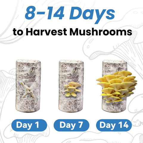 Fungiworks Golden Oyster Kit harvest-ready mushrooms on the substrate