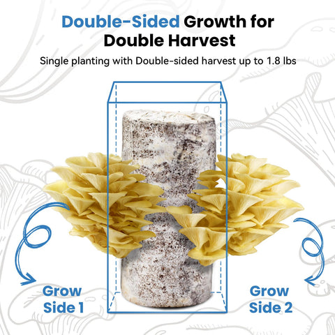 Fungiworks Golden Oyster Kit dual openings maximize harvest potential