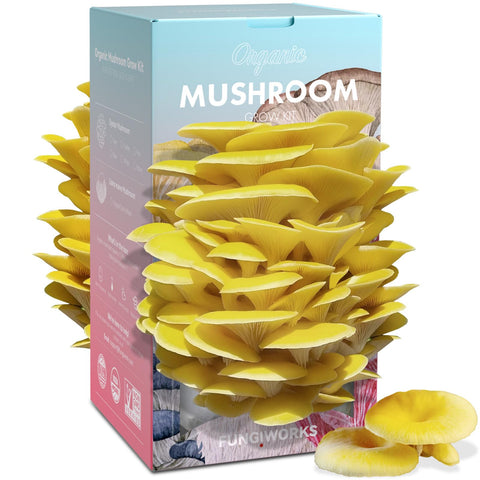 Fungiworks Golden Oyster Kit front view for indoor growing of gourmet mushrooms