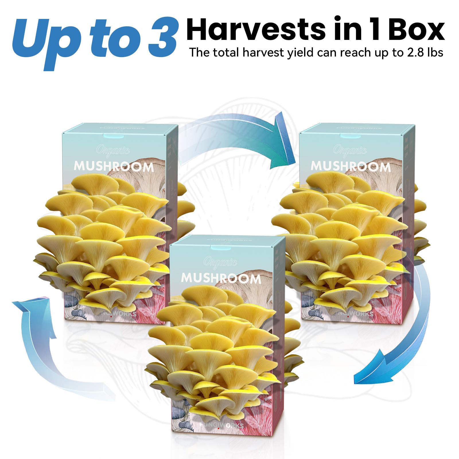 Fungiworks Golden Oyster Kit soaking step shown for activation