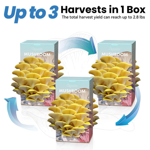 Fungiworks Golden Oyster Kit soaking step shown for activation