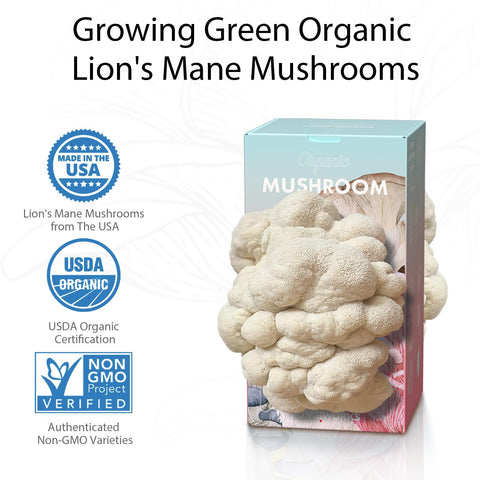 Fungiworks Lions Mane dual-sided openings illustrating higher yield possibilities