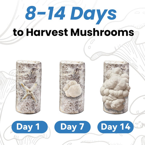 Fungiworks Lions Mane kit packaging ready as a thoughtful gift