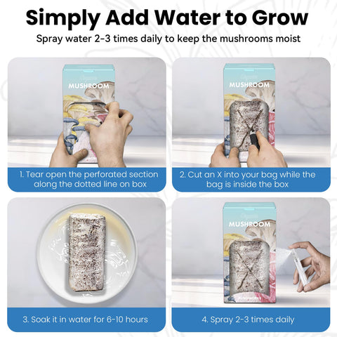 Fungiworks Lions Mane setup step 1 for simple indoor growing