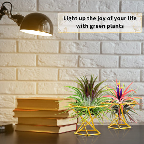 Funrous gold air plant holder adds elegance to office space.