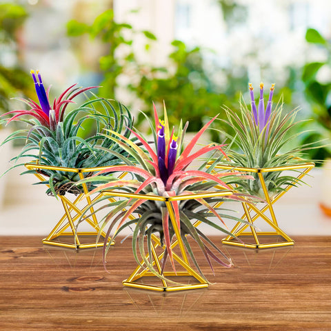 Funrous geometric air plant holder enhances small plant arrangements.