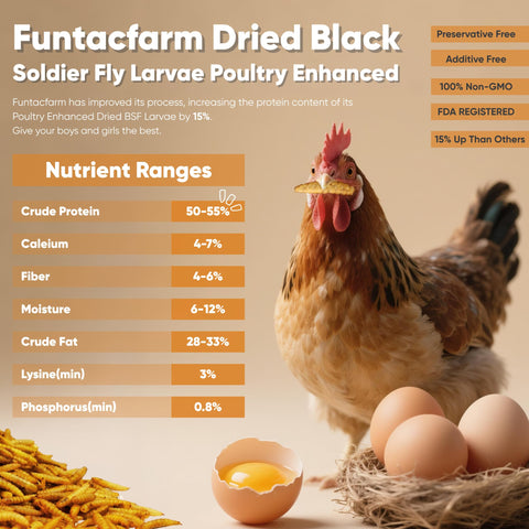 Funtacfarm BSFL calcium-boost supports strong eggshells and bone health