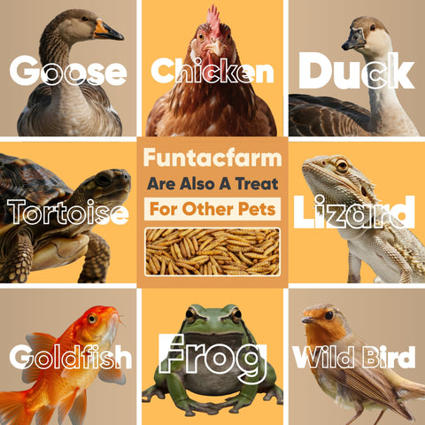 Funtacfarm chickens approach BSFL snack with gusto