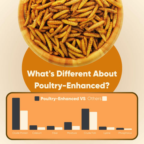 Funtacfarm sustainable, clean protein for backyard flocks