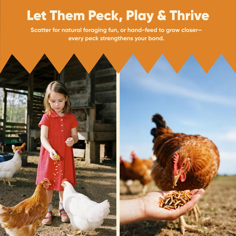 Funtacfarm BSFL delights wild birds at feeding stations