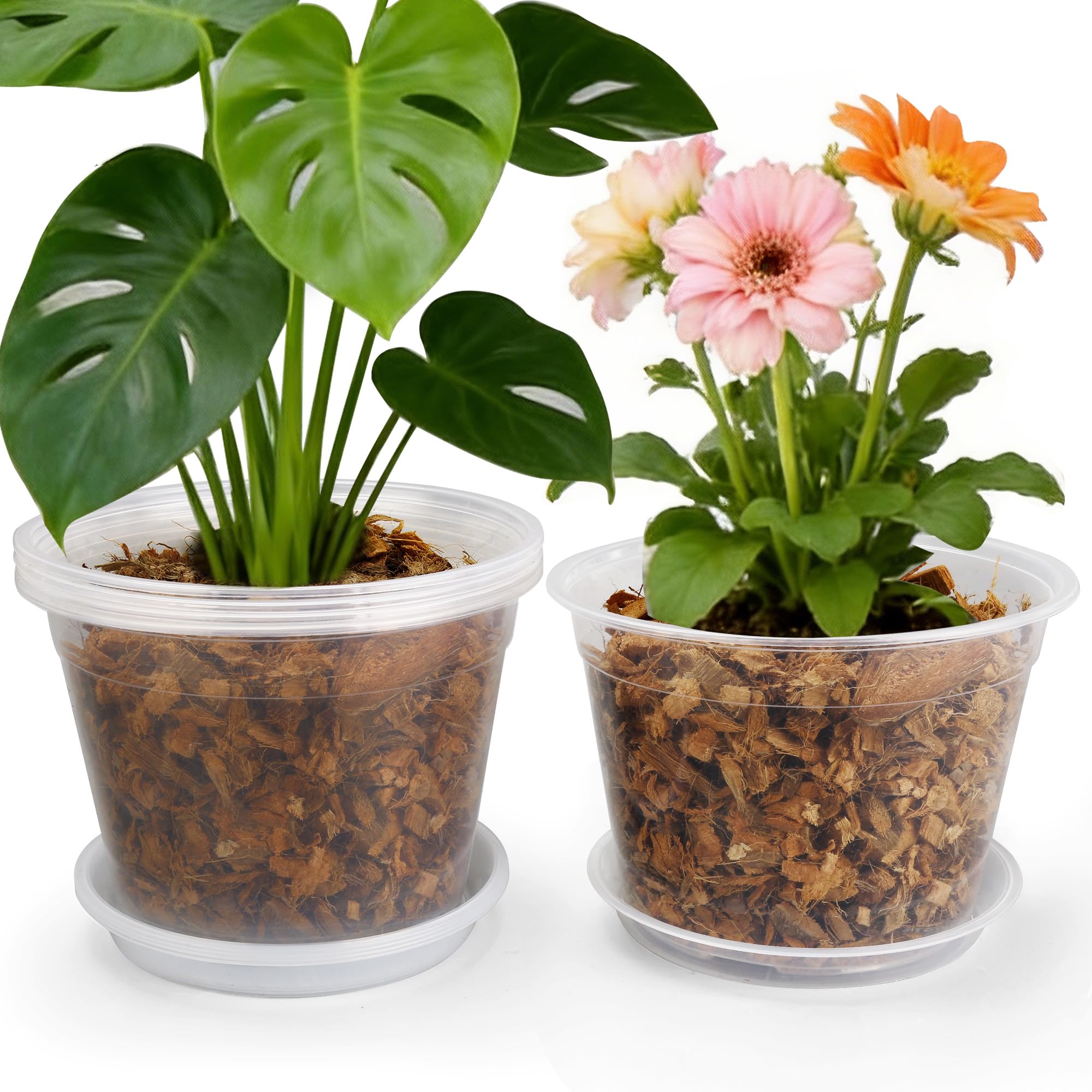 FUOAUYK 12 inch clear nursery pot with saucer for neat root observation.
