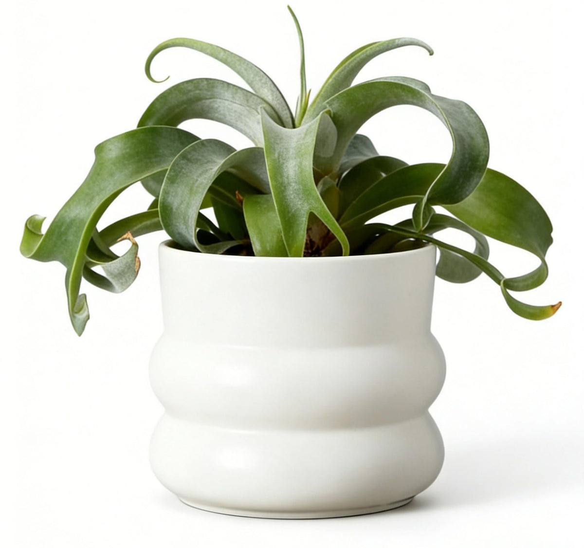FUYHE donut-style ceramic pot enhances modern decor for stylish indoor spaces.