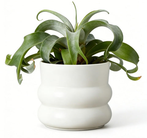 FUYHE donut-style ceramic pot enhances modern decor for stylish indoor spaces.