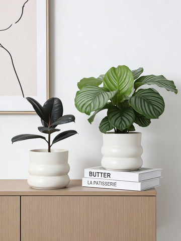 FUYHE rounded-base pot provides stability for growing plants.