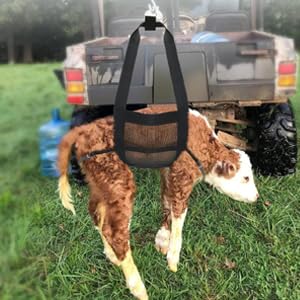 Fuziddn durable sling supports safe weighing even with high-energy livestock