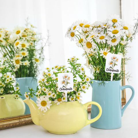 FYSUIMU compact size plant labels fit neatly on small pots.
