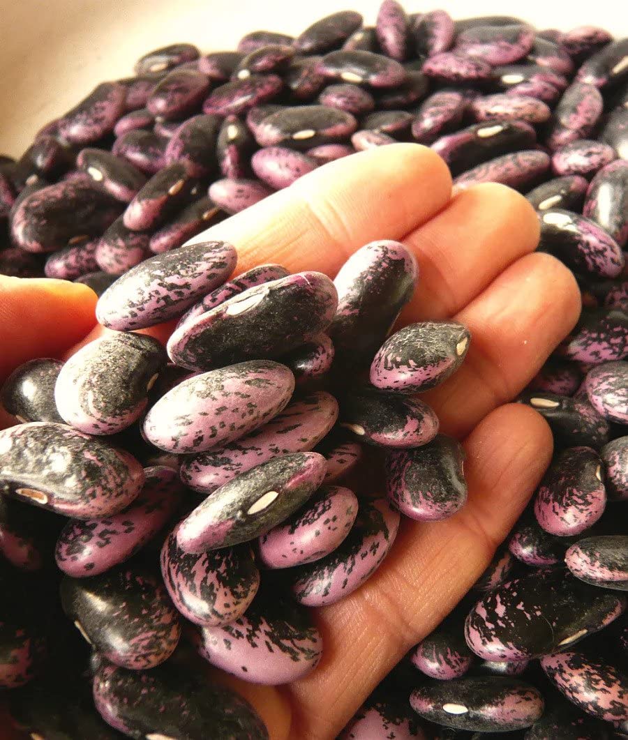 Gaea's Blessing scarlet runner beans grown in a container garden
