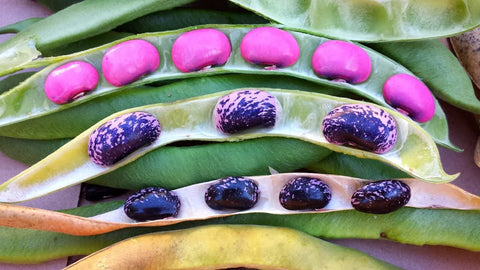 Gaea's Blessing scarlet runner bean green pods ready for harvest