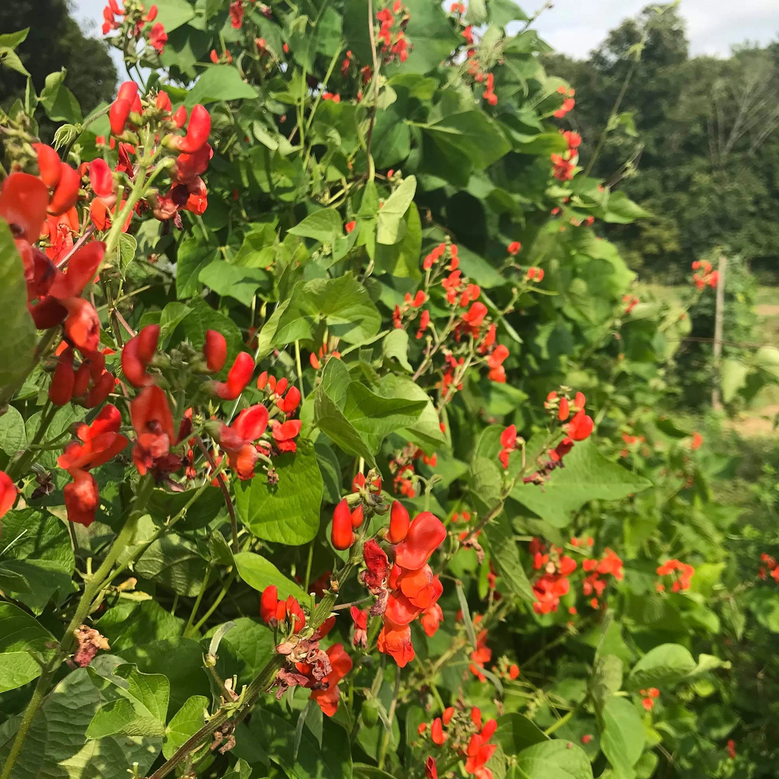 Gaea's Blessing scarlet runner bean plants thriving in garden beds