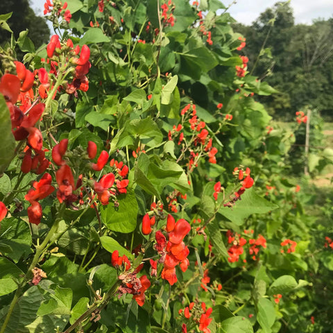 Gaea's Blessing scarlet runner bean plants thriving in garden beds