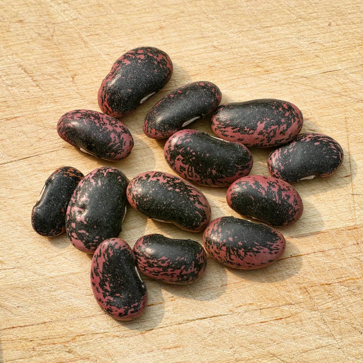 Gaea's Blessing scarlet runner bean red flowers brighten the garden