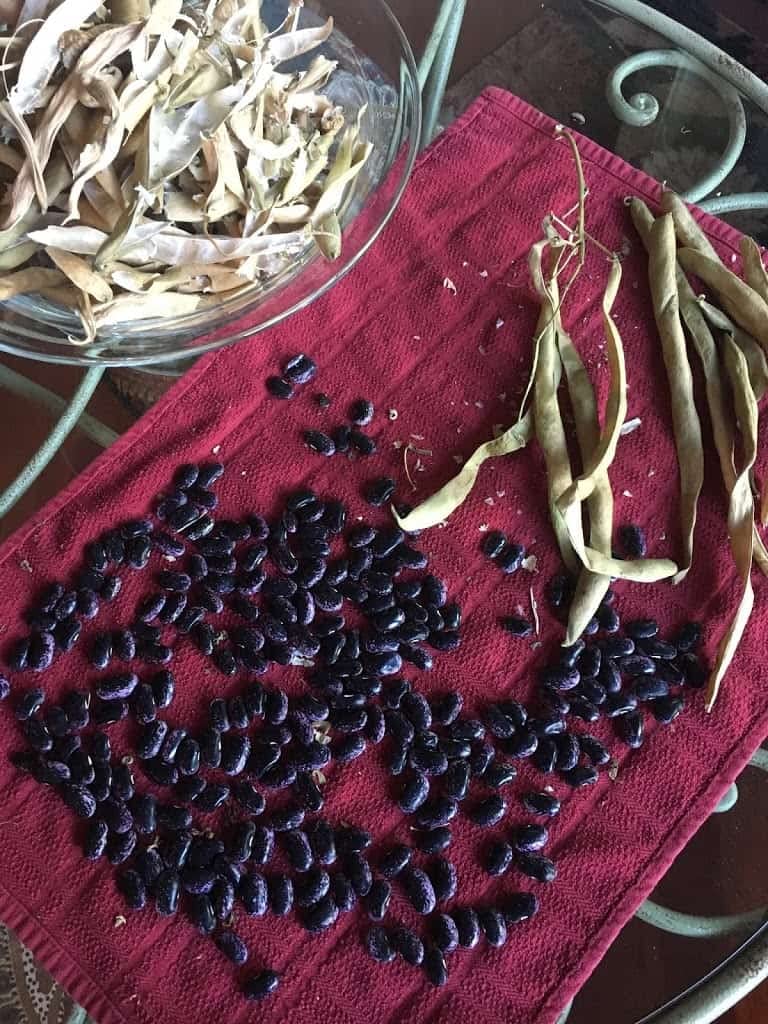 Gaea's Blessing seeds supporting sustainable farming practices