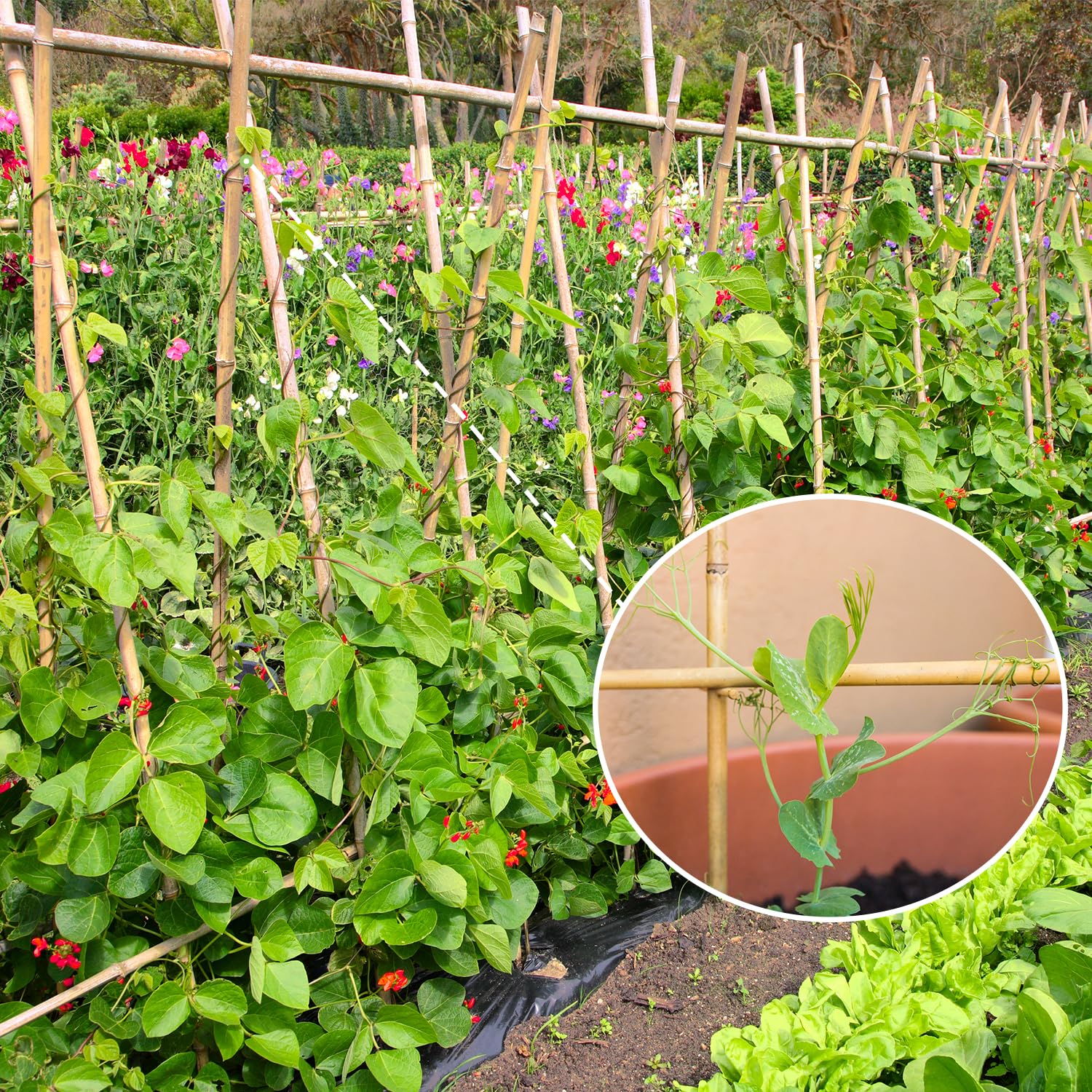 GAGINANG bamboo plant stakes for tomatoes and climbing vegetables