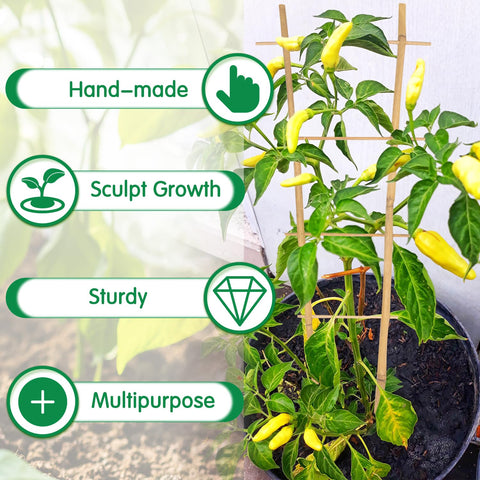 GAGINANG 6-pack with tiebacks organizes multiple pots with reliable plant support.