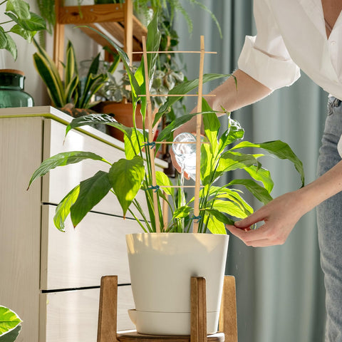 GAGINANG climbing plant trellis showcases blooms for an attractive garden display.