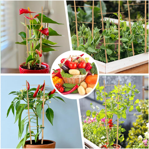 GAGINANG bamboo trellis enhances indoor plant displays with brighter light exposure.
