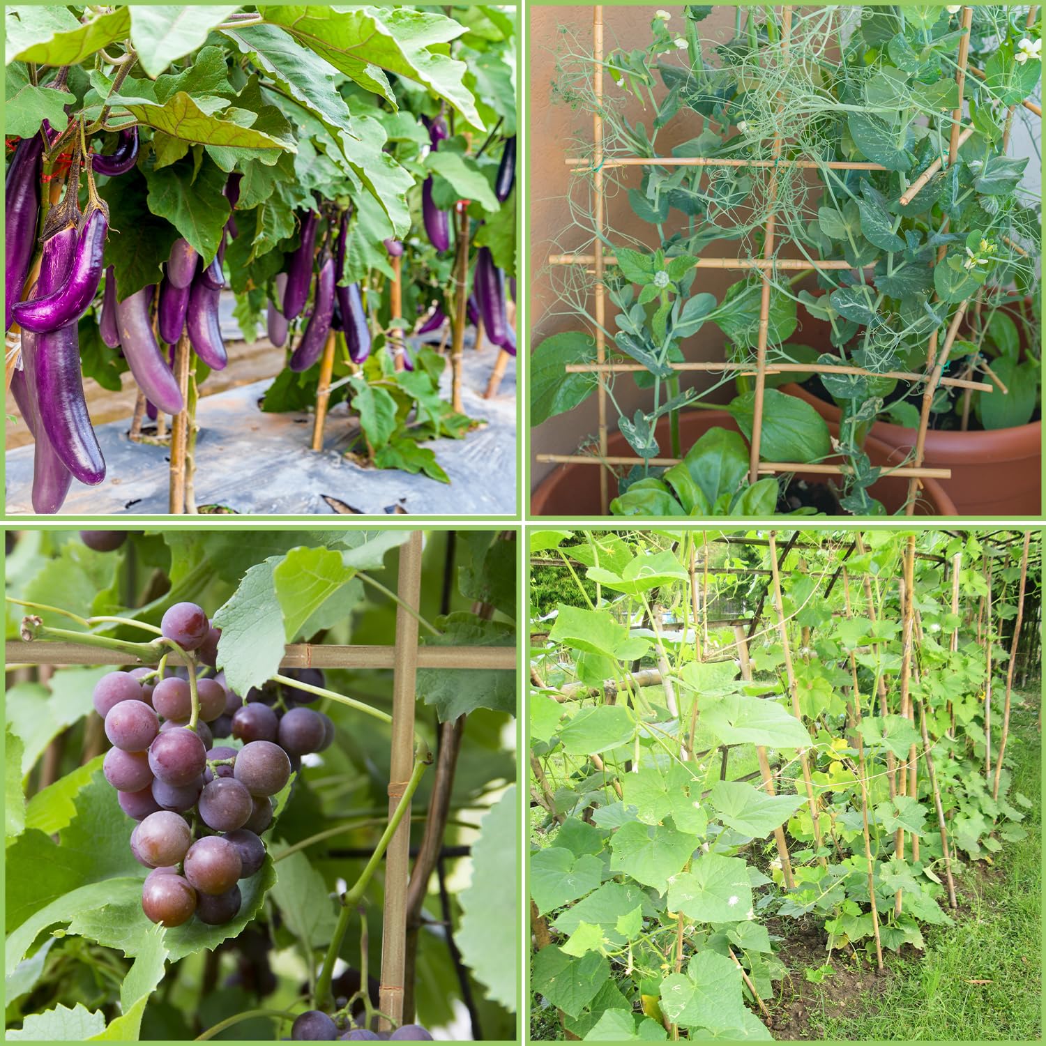 GAGINANG bamboo stakes withstand wind and rain to protect garden seedlings.