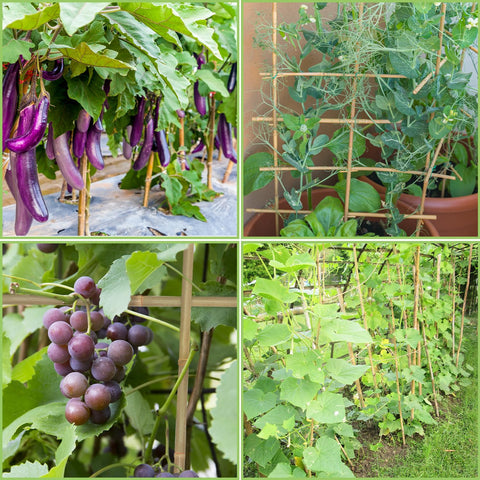 GAGINANG bamboo stakes withstand wind and rain to protect garden seedlings.