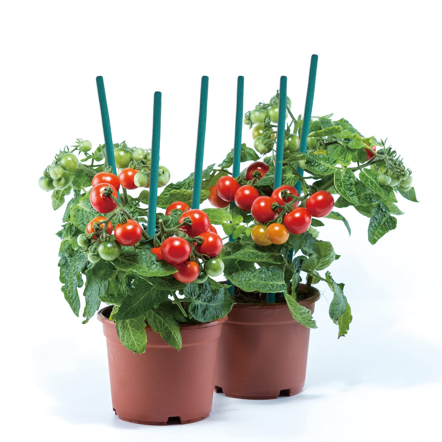 GAGINANG versatile stakes suitable for florist use and arrangements.