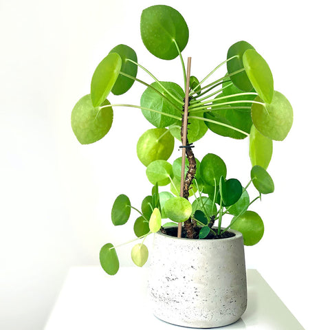 GAGINANG plant stake for potted plants supports young growth