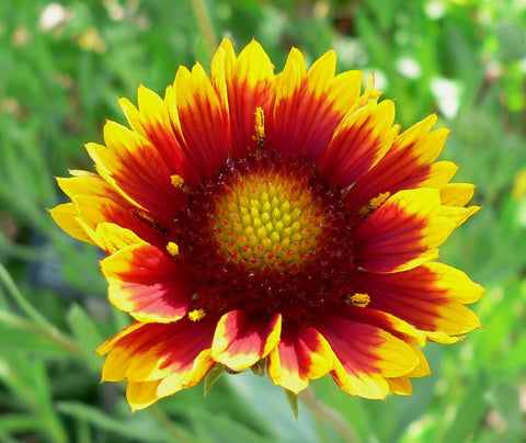 Gaillardia pulchella seeds pack front view ideal for easy planting and pollinator-friendly gardens.