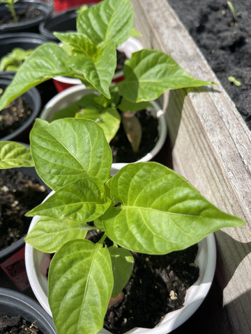 Garden bed shows Aji Gustoso plants thriving in sunlit soil.