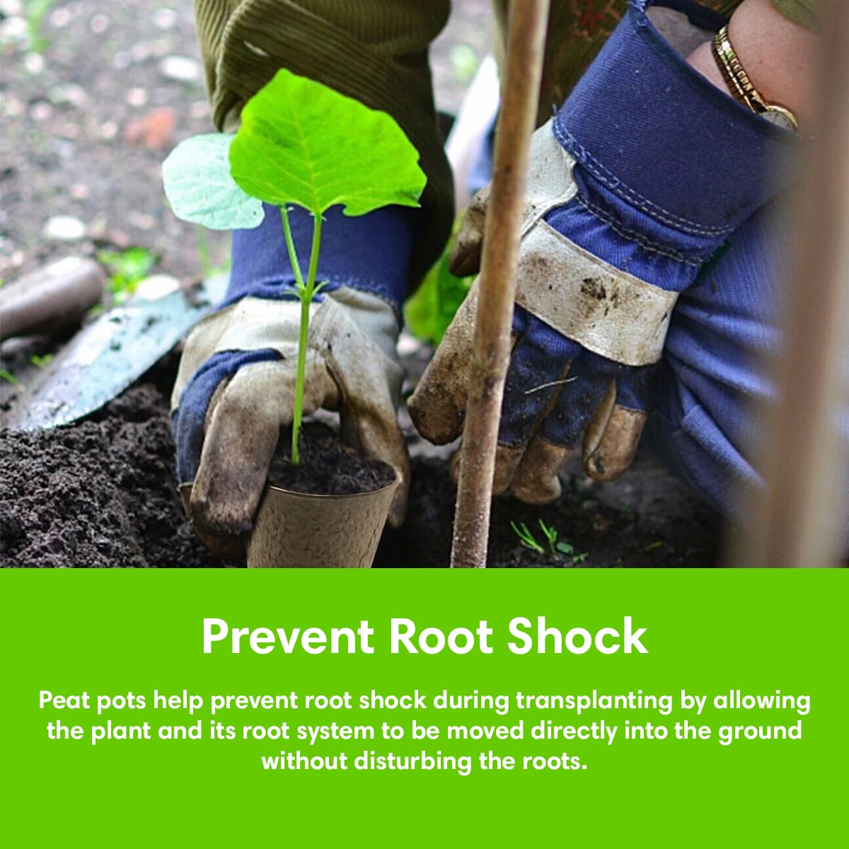 Garden Haven coco coir discs expanded to support root growth