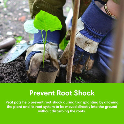 Garden Haven coco coir discs expanded to support root growth